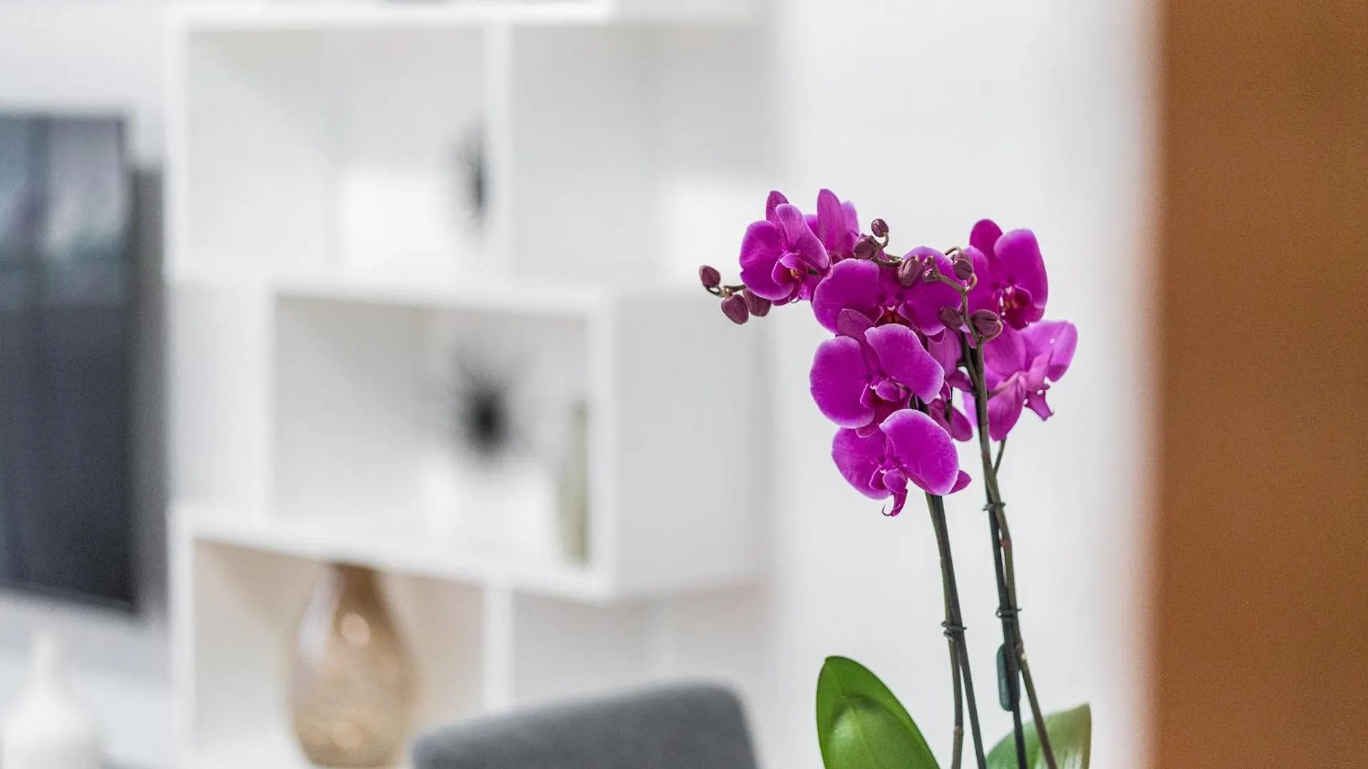 Domus Leo Roma Apartment